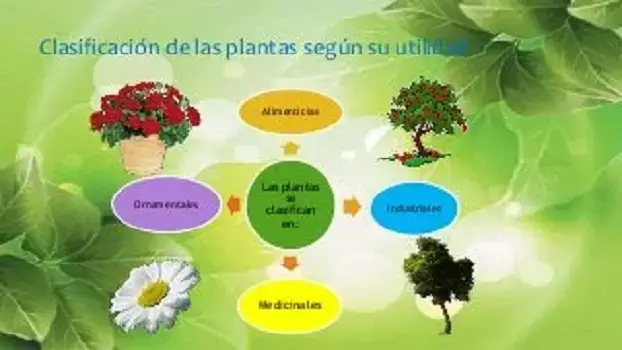 clasificación plantas segun utilidad
