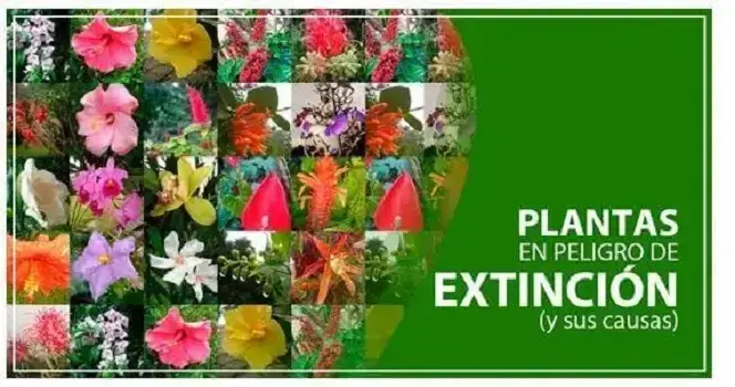 plantas peligro extincion ecuador causas