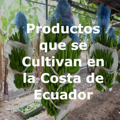 productos cultivan costa ecuador