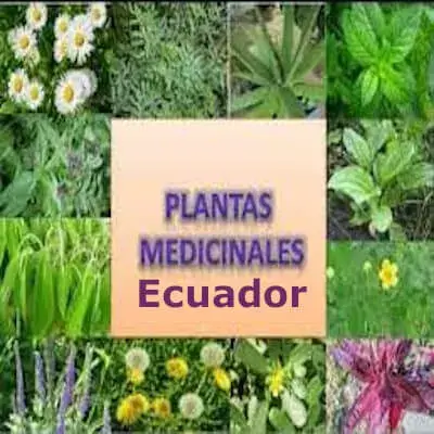 lista plantas medicinales ecuador