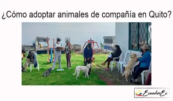 adoptar animales de compañía