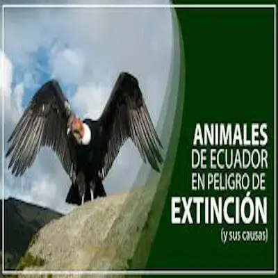Animales en Peligro de Extinción del Ecuador