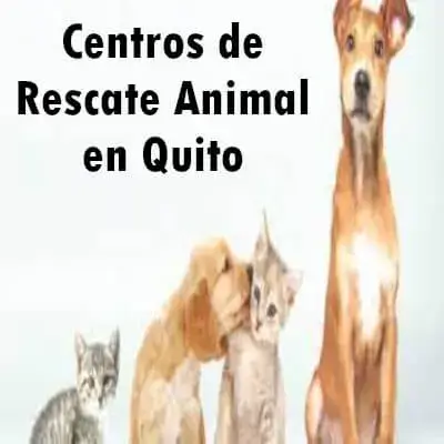 centros-rescate-animal