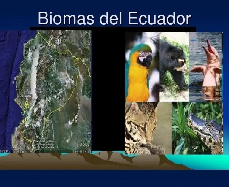 biomas ecuador